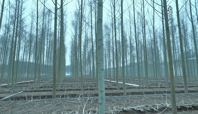 速生杨树苗种植技术指导：5大检查要点提升植物适应性